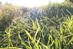 2025-06-21 Bartons Park - IMG_2558_compressed_q50.webp